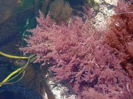 Image result for Microcharis asparagoides
