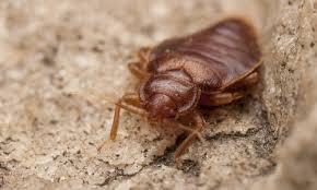 Bed bugs are found almost everywhere humans inhabit, and according to the national pest management association and the university of kentucky, almost 100% of pest management professionals have treated for bed bugs in. Bed Bug Control And Removal Gregory Pest Solutions