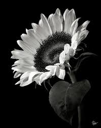 Black White Images Of Flowers Sunflower In Black And White By Endre Balogh Black And White Flowers Sunflower Black And White White Sunflowers