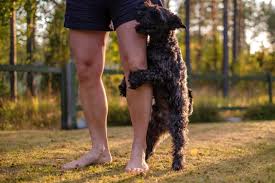 Ask a professional dog vet anytime. Why Do Dogs Hump Vet Help Direct