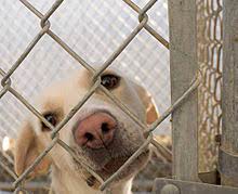 How do i know when it's time to euthanize my pet.wmv. Animal Shelter Wikipedia