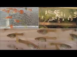 How To Increase Guppy Fry Growth Rate 10 Tips To Help Guppy Fry Grow Faster