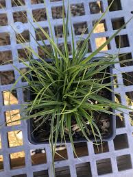 Image result for Seddera suffruticosa