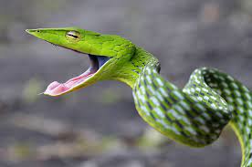 Asian Vine Snake Ahaetulla Nasuta Snake Vine Snake Animals