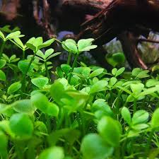 Image result for Marsilea fenestrata