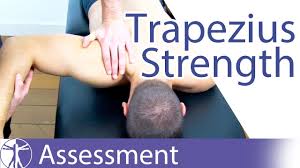 Feb 08, 2017 · typically, your upper traps are developed by elevating your shoulders with shrugs and upright rows. Trapezius Physiopedia