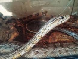 Na grzbiecie i bokach ciągną się ciemne, czerwonawe plamy zazwyczaj z czarnym obramowaniem. Zaadoptuj Weza Wroniecki Bazar