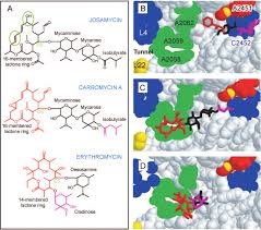 Image result for Extended Spectrum Macrolide