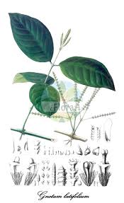 Image result for Gnetaceae