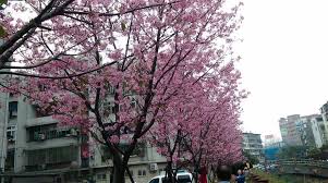 237米 (朝阳)胜古北里 390米 北京朝阳区北三环东路胜古南里 394米 北土城东路与惠新东街路口向西3. è³žèŠ±å¿«å ± åœŸåŸŽè²¨é¥'é‡Œå¸Œæœ›ä¹‹æ²³çš„æ«»èŠ± ç¾Žéº—ç››é–‹ä¸­ å¤§å®¶æŠŠæ¡é€£å‡å¥½å¤©æ°£ è¶•å¿«åŽ»è£œæ‰ç²‰ç´…è‰²çš„èº«å½±å§ Facebook