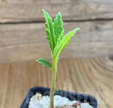 Image result for Dorstenia benguellensis