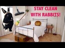 Also, you want to be sure your rabbit is trained to use a litter box to avoid accidents in the room or the bed. How To Keep Your Home Clean Organized With Rabbits Youtube