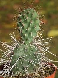Your cactus is suffering form a lack of one or more of these things. Opuntia Sulphurea Prickly Pear Cactus World Of Succulents Prickly Pear Cactus Opuntia Cactus Cacti And Succulents