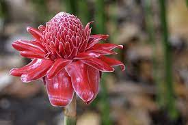 Ginger Flowers Flower Pictures Flowers Ginger Flower