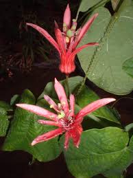Image result for Passiflora sanguinolenta