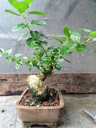 Image result for Premna