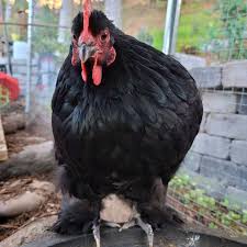 We've been breeding cochin bantams for years, and this specific variety of the breed features beautiful black feathers. Cochin Chicken Eggs Height Size And Raising Tips