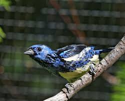 Pictures and information on Turquoise Tanager