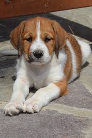 Spanador puppies will be about the same price as a cocker spaniel or a labrador retriever. Mini Labrador Miniature Labrador Ein Neuer Designerhund