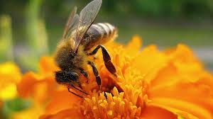 Why bumblebees are a threat to australia? Hd Wallpaper Bee Flower Nature Fly Cute Insect Pollination Pollen Wallpaper Flare