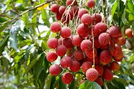 We did not find results for: Weird Hawaiian Fruit What To Try And Where To Try Them Hawaiian Planner
