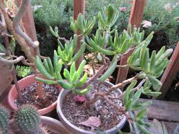 Image result for Crassula vaginata