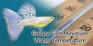 Guppy Fish Minimum Water Temperature