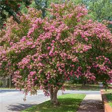 Few flowering plants can compete with crape myrtles (lagerstroemia indica and cvs., usda hardiness remove low branches i like branching to begin 6 to 8 feet off the ground because it looks better i had a tall crepe myrtle that i had to prune the first february after i moved in, two years ago. Crapemyrtle Crape Myrtle Tree On The Tree Guide At Arborday Org