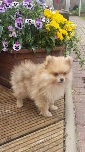 We did not find results for: 27 Best Corgi Pomeranian Ideas Corgi Pomeranian Corgi Pomeranian