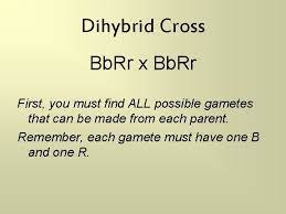 A dihybrid cross involves a study of inheritance patterns for organisms differing in two traits. Heredity And Genetics Part Two Dihybrid Crosses Review