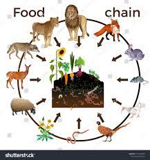 Food Chain Animals Vector Illustration Isolated On White Backgroundanimals Vector Food Chain Food Chain Farm Party Foods Ocean Food Web