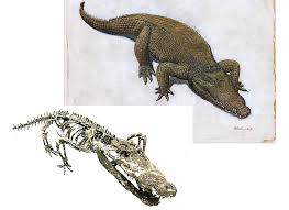 Image result for Adenodolichos