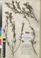 Image result for Gymnosporia oxycarpa