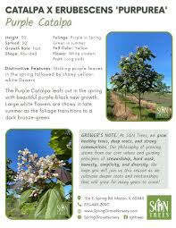 Image result for Catalpa