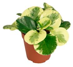 More than 1500 species have been recorded, occurring in all tropical and subtropical regions of the world, though concentrated in central america and northern south america. Peperomia Obtusifolia Golden Genua Im 12cm Topf Zierpfeffer Hohe Ca 10cm Meingartencenter24 De Garten Online Shop Weber Grill