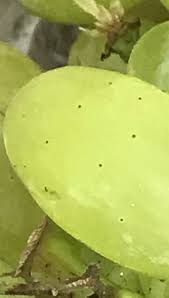 Flyspeck - Integrated Pest Management