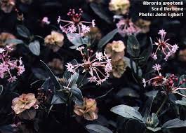 Image result for Swertia brownii