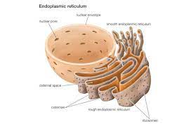 Maybe you would like to learn more about one of these? The Structure And Function Of The Endoplasmic Reticulum