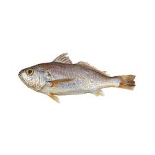 Buy Sua Fish per KG (Approx 3+ KG) at the best price in Karachi ...