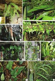 Image result for Lepisorus