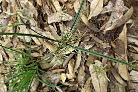 Image result for Cyperus sphacelatus