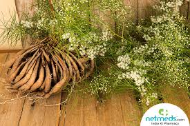Shatavari Benefits Uses Formulations Ingredients Method Dosage And Side Effects