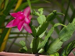 Cuidados Para Un Cactus De Navidad Guia Completa Donde Colocar Un Cactus De Navidad En Casa Cuidado De Cactus Cactus De Navidad Cuando Florecen Los Cactus