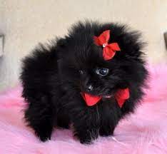 Tiny Pomeranian Puppy Tiny Black Princess 1 5 Lb At 8 Weeks Gorgeous Sold Puppies For Sale Florida Cassie Cute Animals Pomeranian Puppy Cute Baby Animals