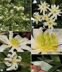 Image result for Canellaceae