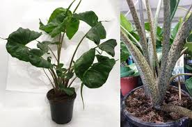 Alocasia leaves drooping is a common problem, with a number of causes. Alocasia Kris Plant Elephant Ear Our House Plants
