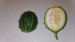 Image result for Cucumis prophetarum