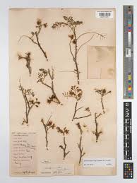 Image result for Gelrebia glandulosopedicellata