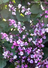 Passion flowers, or passion vines, produce intricate purple flowers, and sometimes white. Purple Hyacinth Bean Heirloom Flowering Vine Renee S Garden Seeds