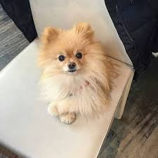 150 Sweet Female Dog Names Pomeranian Puppy Puppies Pomeranian Dog